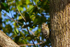 軽井沢の春はキツツキにご用心 タウナー不動産